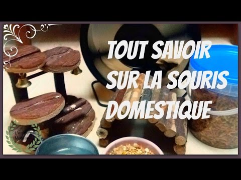 Adopter une souris comme animal de compagnie : pourquoi faire ce choix ?