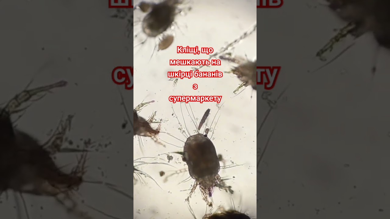 Ці пухнасті кліщі мешкають на шкірці бананів з супермаркету! Чому? Чим харчуються? Funny mites?