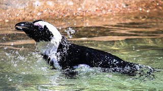 African Penguins At The Beach | Animal Facts | Love Nature