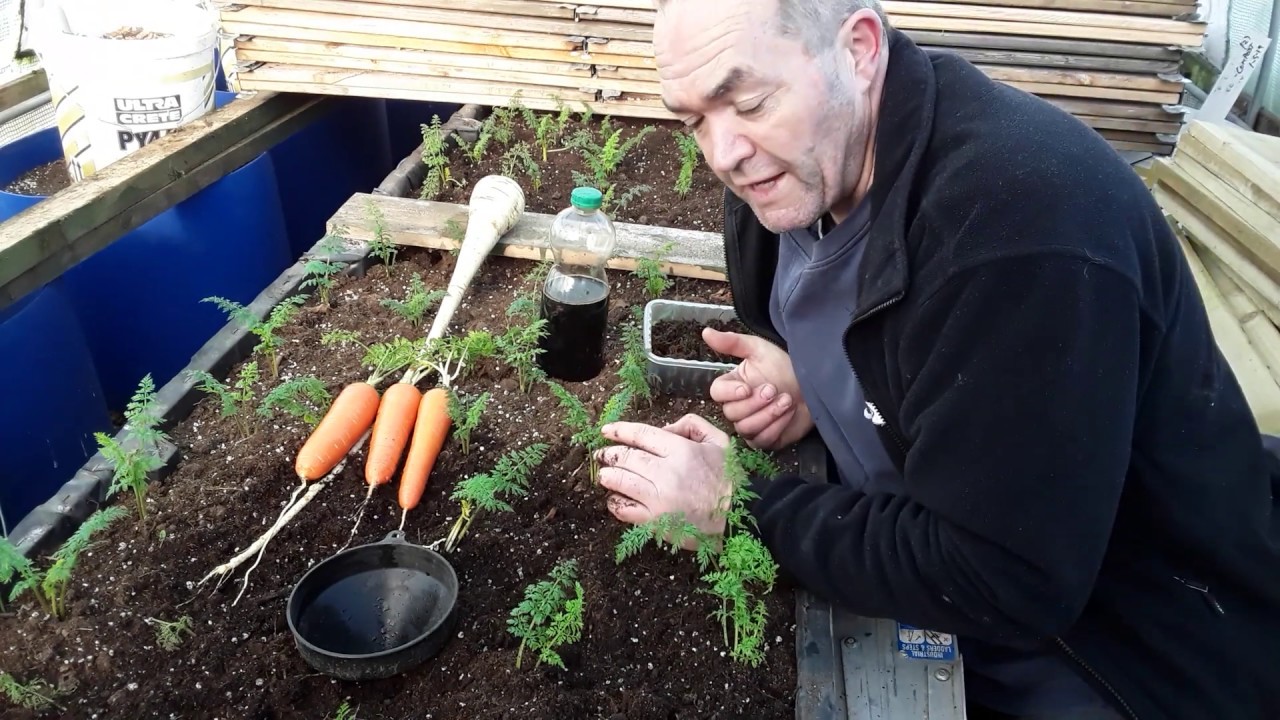 How To Grow Quality Carrots & Parsnips To Harvest Throughout The Winter 🥕 5 Tips In 5 Minutes 🥕