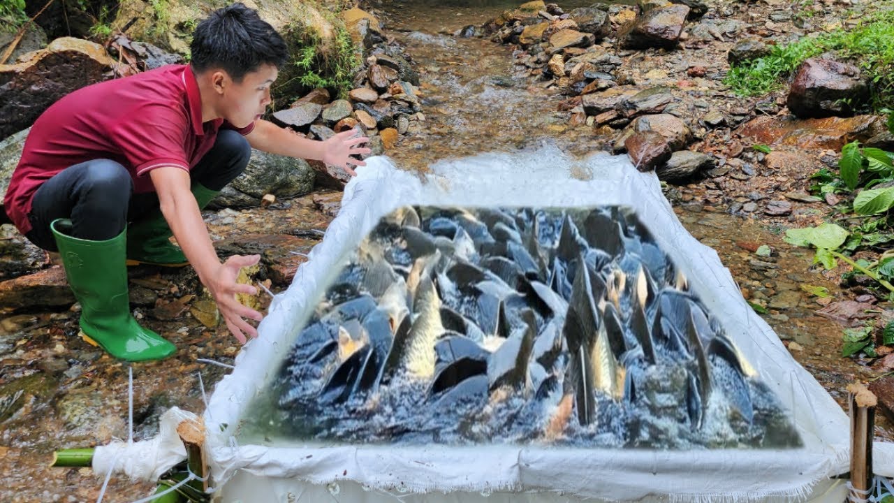 Very unique way of trapping fish. Using tarpaulin to catch fish in the ...