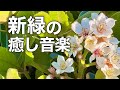 【新緑の癒しBGM】心がふっと落ち着くカフェタイム|やさしいピアノで癒されるリラックス音楽