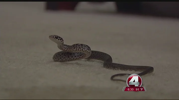 Punta Gorda home infested with snakes