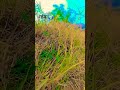 farming reels❤️🌍#song #farming #khetibadi #dailyshorts #virulshorts