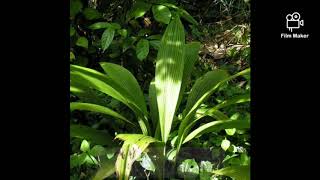 Karoke potong bebek angsa parodi karo