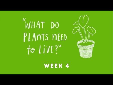 Video: Het plantsteggies lig nodig?