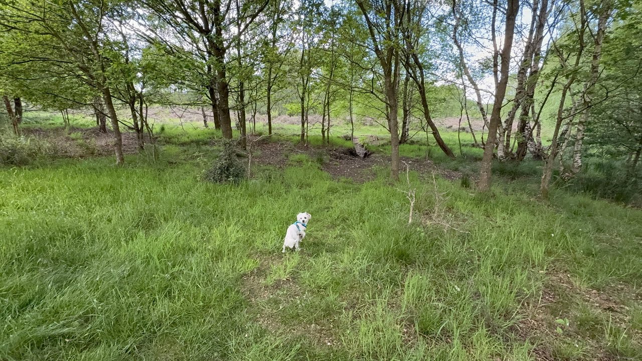 Exploring Sutton Park Birmingham | One of the Largest Urban Parks in Europe”