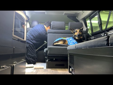 愛犬と車中泊して帰ってきたら、すぐにしていることがあります【ジャーマンシェパード】