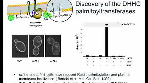 Mechanism and function of DHHC S-Acyltransferases by Maurine Linder - DayDayNews