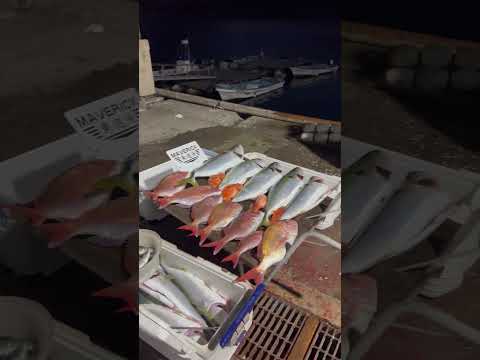 20240102釣果報告🐟 #タイラバ #釣り #lowrance