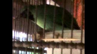 cucak ijo master suara gledek