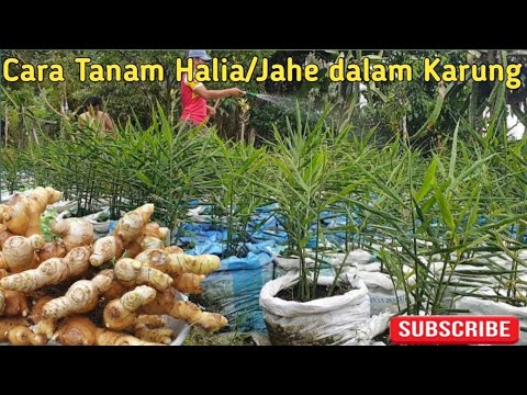 Cara tanam halia/jahe dalam guni atau karung ||