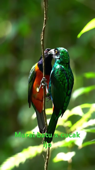 cucak ijo vs murai batu ai#fyp #birds
