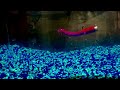 Under water action: NedWacky HelgaMonsta!