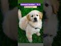 Tiny paws, big heart, and endless cuteness 🐾🤍#Puppy #CuteDog #GoldenPuppy #DogLover #FluffyPup
