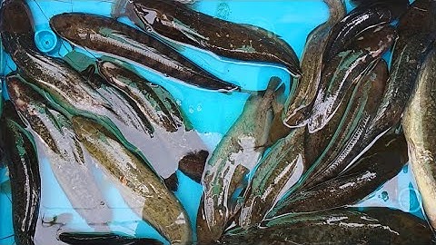 Du lịch - Câu cá đồng tại ổ cá trê vàng U Minh Thượng