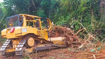 D6R XL Bulldozer Cleans Wild Tree Roots for Reshaping Plantations