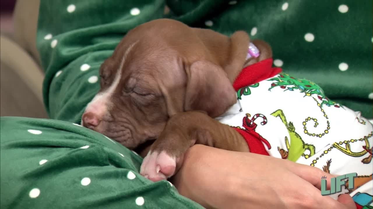 Домашние животные полезны для здоровья (это правда!).