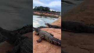 "When life gives you crocodiles, hit 'em with a shovel 😂"#crocodile#shovel