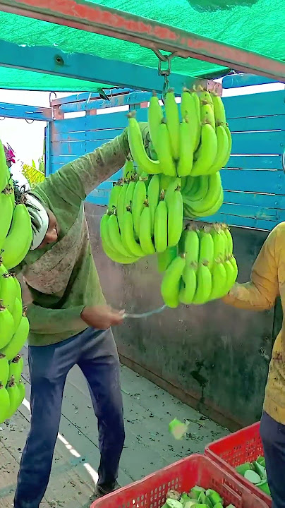 Super 🍌banana 🍌 gujarat Reva mandri panetha