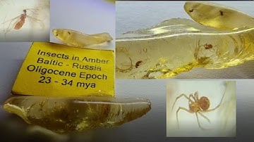 What is a insect fossil in Baltic Amber