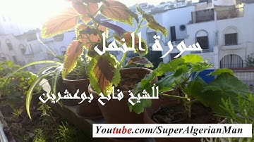 سورة النمل برواية ورش عن نافع للشيخ فاتح بو عشرين