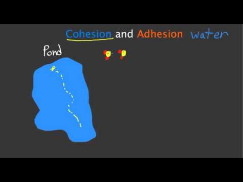 Cohesion and Adhesion