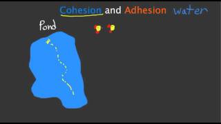 Cohesion and Adhesion