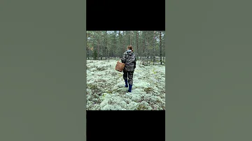 МЕДВЕДЬ ЗА СПИНОЙ! ГРИБНИК еле НОГИ УНЁС! ГРИБОВ ДО ФИГА, НО ЭТОТ УБИЙЦА НЕ ДАЁТ СОБРАТЬ!
