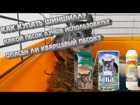 Как купать шиншилл? Какой песок лучше использовать? Опасен ли кварцевый песок?🏜🛁 | Шиншилла Шурик