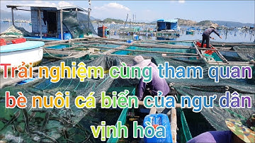Trãi nghiệm cùng tham quan bè nuôi cá biển đầm cù mông của ngư dân vịnh hòa//Ngư dân miền biển