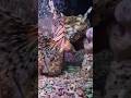 Wow Fish 🐠💕" #travel #shorts #ytshorts #vlog #youtube