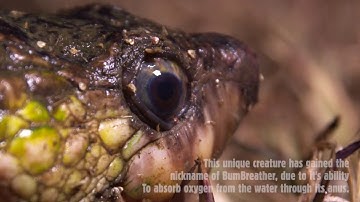 White throated snapping turtle