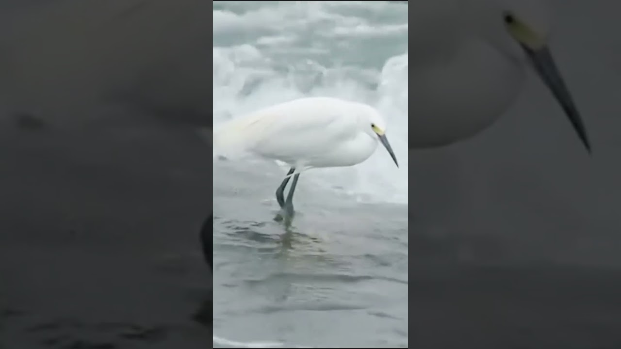 The diversity of wildlife. 