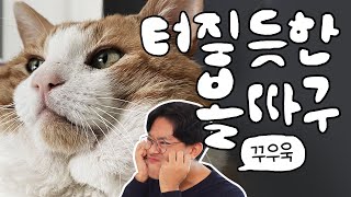 양볼에 도토리 15개쯤 넣은거 같은 우리 고양이 정상인가요?