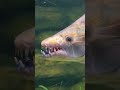рыба рыбки популярное москвариум аквариум животные юмор прикол Fish Animal Funny топ рыба рыбки популярное москвариум аквариум животные юмор прикол Fish Animal Funny топ