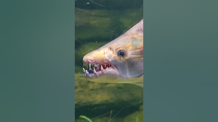 #рыба#рыбки#популярное#москвариум#аквариум#животные#юмор#прикол#fish#animal#funny#топ