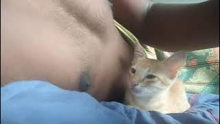 Cat Sleeping With Owner Compilation | Cat Licking Owners Chest | Cat Licking Owner Breast