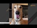 Unwanted greyhound keeps grinning after adoption