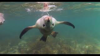 Australian Sea Lion playing by Nicholas Larghi 21 views 1 year ago 13 seconds