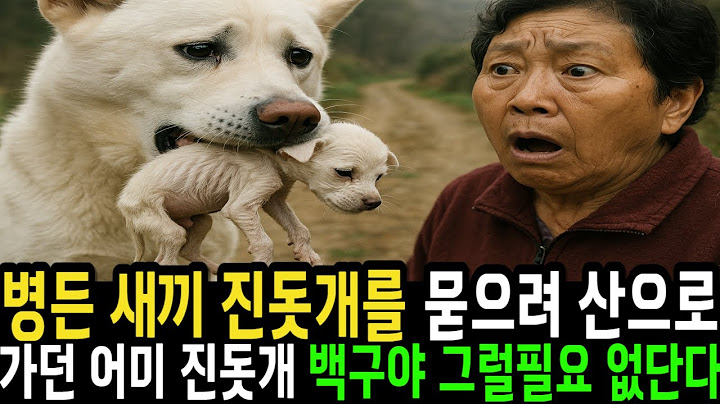 병든 새끼 진돗개를 묻으려던 어미백구  충격적인 어미백구의 마지막 선택