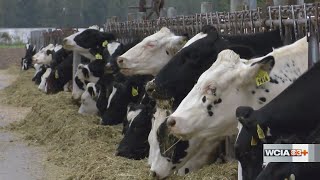 U of I alumna’s company is fighting global warming while boosting sustainability in livestock produc
Every year, a cow will belch out about 220 pounds of methane, making cattle the number one agricultural source of greenhouse gases in the world. Essentially, burping cows are warming up our planet. U of I alumna’s company is fighting global warming while boosting sustainability in livestock produc