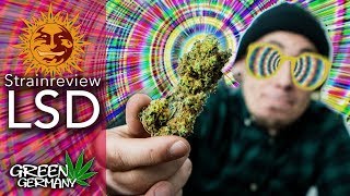 Cannabis Review: ☀️LSD™