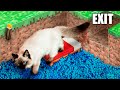 I put my cat in a cardboard minecraft maze