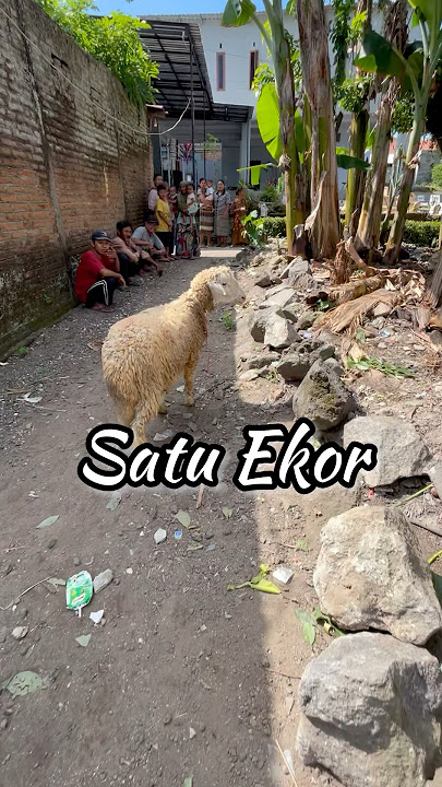 DAGING SATU EKOR KAMBING