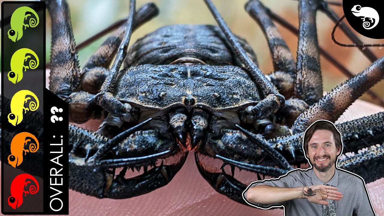 Tailless Whip Scorpion, The Best Pet Invertebrate?