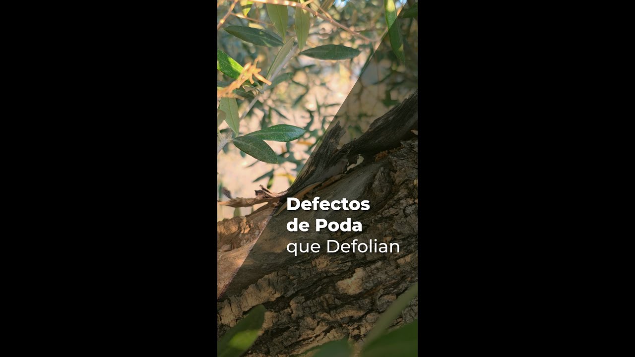 DEFECTOS DE PODA QUE DEFOLIAN