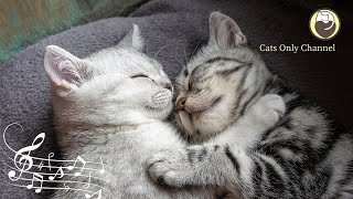 Music for Cats  Calming Piano Music with Rain Sounds for Sleep