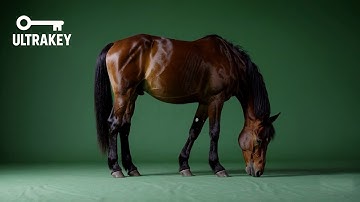 Grazing Horse – Free Green Screen Loop Animation VFX
