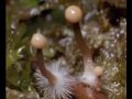 Ergot de seigle  extrait de planete champignons documentaire